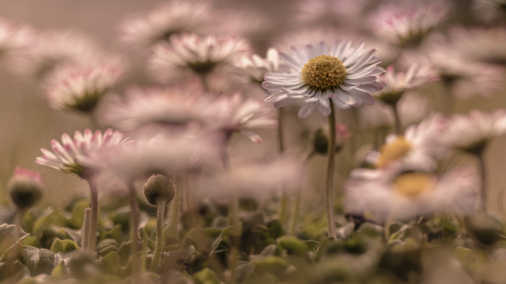 Platz 3 Anton Kienle